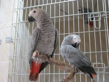 Tenyésztési papagájok Jaco, a madarak