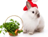 Колко пъти на ден, за да се хранят декоративни зайци