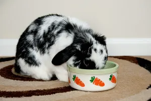 Колко пъти на ден, за да се хранят декоративни зайци