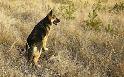 Куче за частно кай Shepherd глог