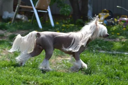 Conținut, îngrijire și hrănire a câinelui Chinese Crested