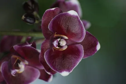 Hány évig éltek phalaenopsis orchidea, kellő gondossággal a beltéri környezetben, phalaenopsis