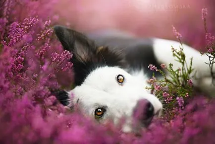 Dog bucurie imagini vesele de câini adorabil