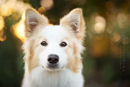 Dog bucurie imagini vesele de câini adorabil