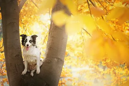 Dog bucurie imagini vesele de câini adorabil