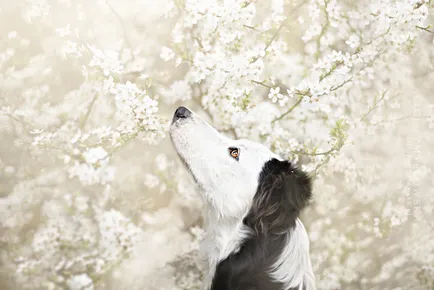 Dog bucurie imagini vesele de câini adorabil