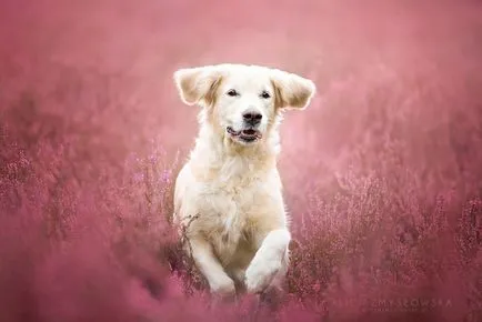 Dog bucurie imagini vesele de câini adorabil