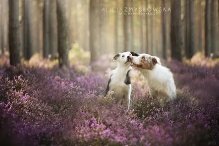 Dog bucurie imagini vesele de câini adorabil