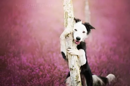 Dog bucurie imagini vesele de câini adorabil