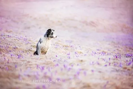 Dog bucurie imagini vesele de câini adorabil