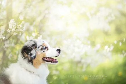 Dog bucurie imagini vesele de câini adorabil