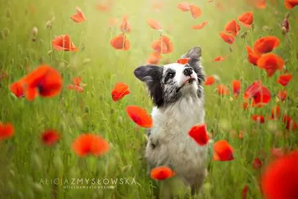 Dog bucurie imagini vesele de câini adorabil