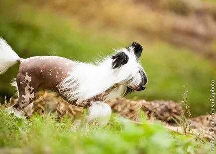 Conținut, îngrijire și hrănire a câinelui Chinese Crested