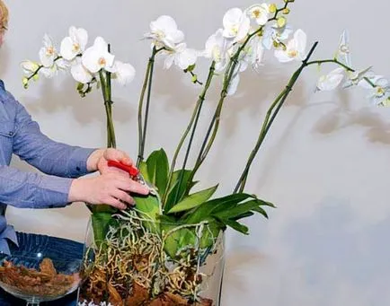 Колко орхидея цветя у дома, колко често и за дълго време