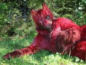 Ресурси - студио fursuit rsbstudio fursuit RSB