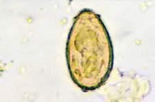 Infecția cu rotavirus de câini (rotovirosis)