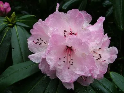 Rhododendron schlippenbachii în creștere din semințe, îngrijire și fotografie