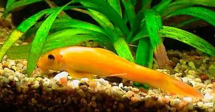 Риба girinoheylus специално жилища, хранене и отглеждане