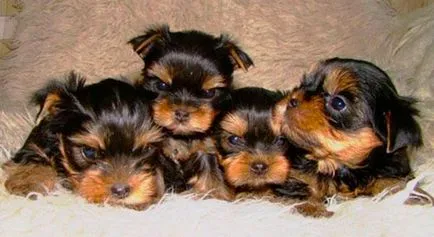 Szülési Yorkshire terrier és egy terhes kutya ellátás