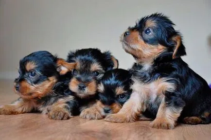 Naștere Yorkshire Terrier și un câine de îngrijire gravidă