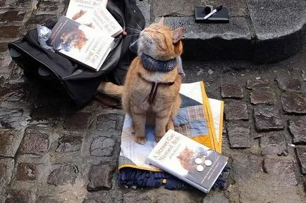 Red Cat Bean, care a devenit celebru în întreaga lume