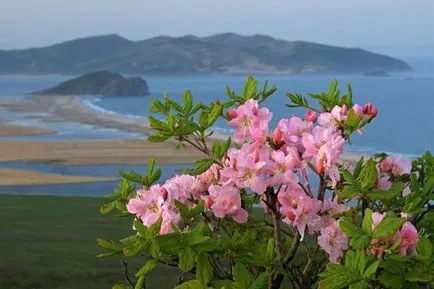 Rhododendron schlippenbachii în creștere din semințe, îngrijire și fotografie