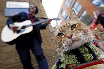 Red Cat Bean, care a devenit celebru în întreaga lume