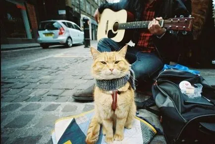 Red Cat Bean, care a devenit celebru în întreaga lume