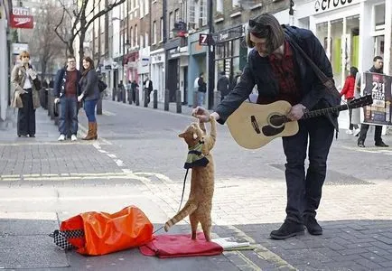 Red Cat Bean, care a devenit celebru în întreaga lume