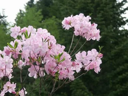 Rhododendron schlippenbachii în creștere din semințe, îngrijire și fotografie