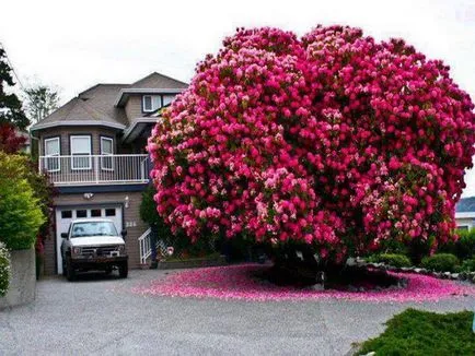 Rhododendron schlippenbachii прилича и където расте на снимки и видеоклипове