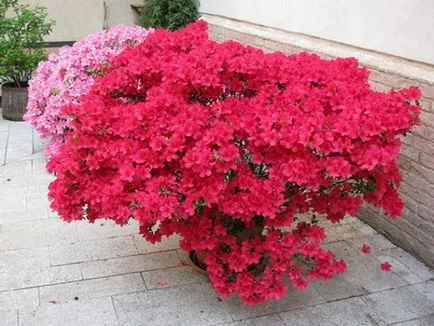 Rhododendron schlippenbachii прилича и където расте на снимки и видеоклипове