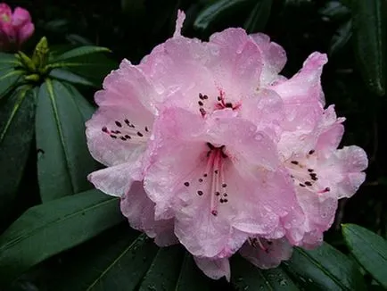 Rhododendron schlippenbachii прилича и където расте на снимки и видеоклипове