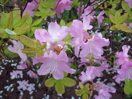 Rhododendron schlippenbachii növekvő magról, ellátás és fotó