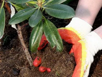 Rhododendron schlippenbachii külleme és ahol nő fotók és videók