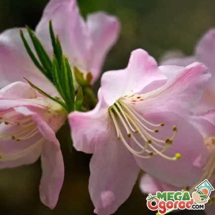 Rhododendron schlippenbachii описание, видове, засаждане, грижи и подготовка на замръзване