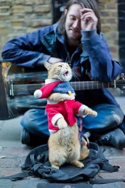 Red Cat Bean, care a devenit celebru în întreaga lume