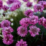 Rudbeckia évelő ültetési és ápolási szabadföldön virágok fotó