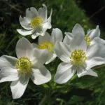 Rudbeckia évelő ültetési és ápolási szabadföldön virágok fotó