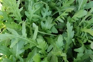 beneficiu rucola si rau, calorii, compoziție, proprietăți, cum să se pregătească