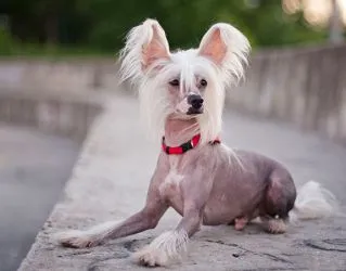 Най-страшното куче в света, Сам Китайски гребенест