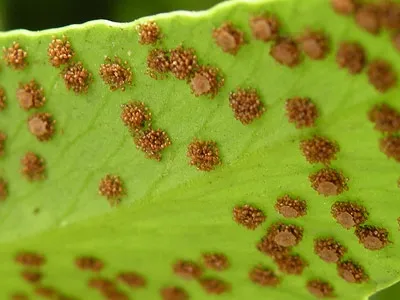 instrucțiuni video de grădină ferigă pe creștere propriile lor mâini, caracteristici de plantare, îngrijire, fotografie