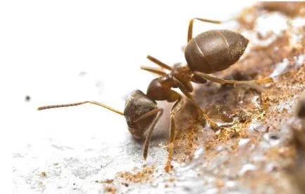 Градински мравки - вредители или полезни насекоми