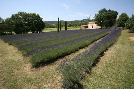 Grădină în stil de Provence, fotografii și sfaturi