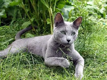 Orosz kék macska fajta leírása, jellege és egyéb információk
