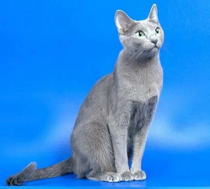 Rusă Descriere rasa albastru pisică, caracter și alte informații