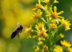 Collection, előkészítésére és tárolására pollen