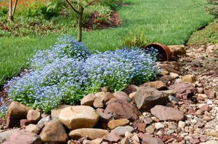 Secretele de proiectare flowerbeds frumos cum să facă un „pârâu floare“