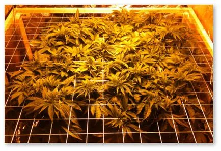 Scrog за отглеждане на канабис в закрити помещения - всичко това на отглеждане на коноп, конопено семе, и