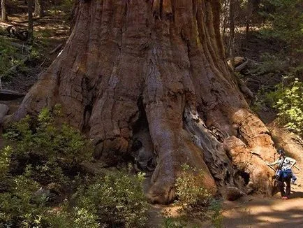 Sequoia - a legmagasabb fa a világon